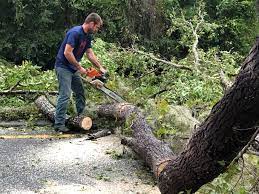 Trusted Del Aire, CA Tree Care Experts