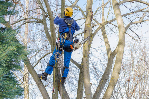 Best Fruit Tree Pruning  in Del Aire, CA