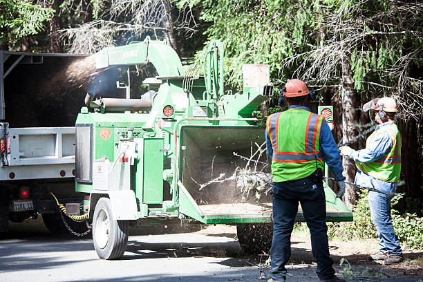 Best Tree Trimming and Pruning  in Del Aire, CA