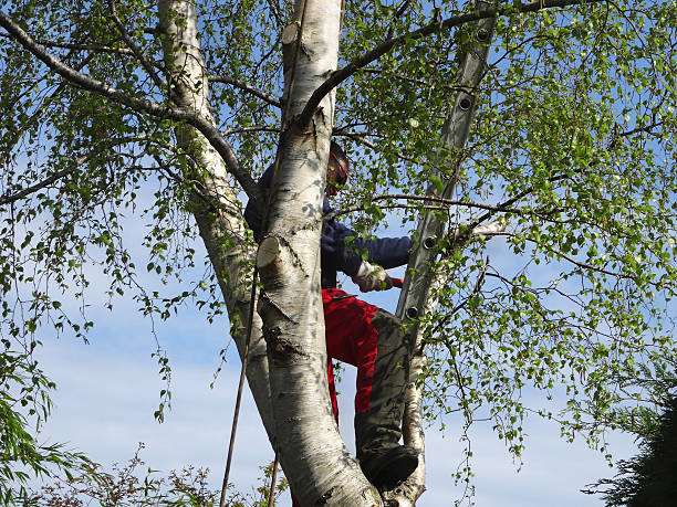 How Our Tree Care Process Works  in  Del Aire, CA