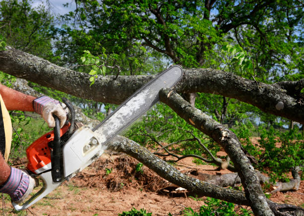 Best Hazardous Tree Removal  in Del Aire, CA